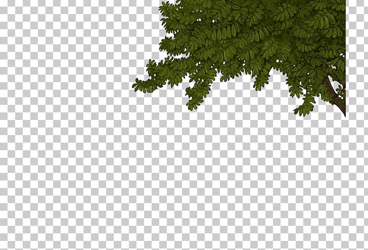 Fir Spruce Evergreen Biome Leaf PNG, Clipart, Africa Tree, Biome, Branch, Conifer, Evergreen Free PNG Download