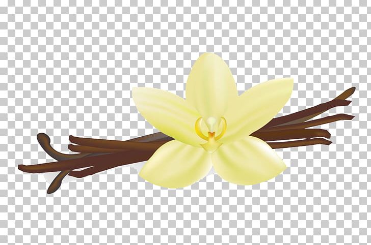 Vanilla Stock Photography PNG, Clipart, Drawing, Encapsulated Postscript, Flavor, Flower, Flowers Free PNG Download