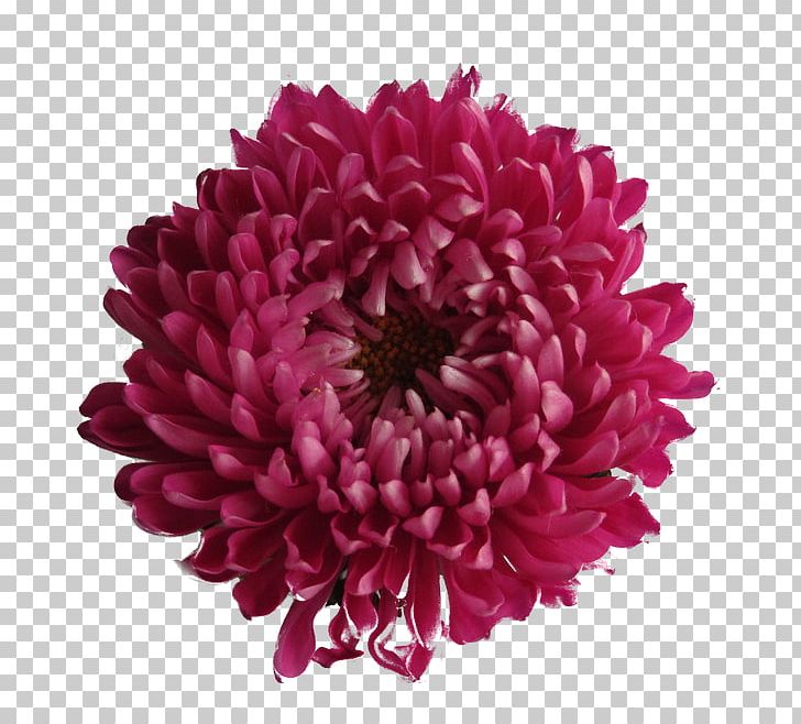 Chrysanthemum File Formats PNG, Clipart, Annual Plant, Aster, Chrysanthemum, Chrysanths, Clip Art Free PNG Download