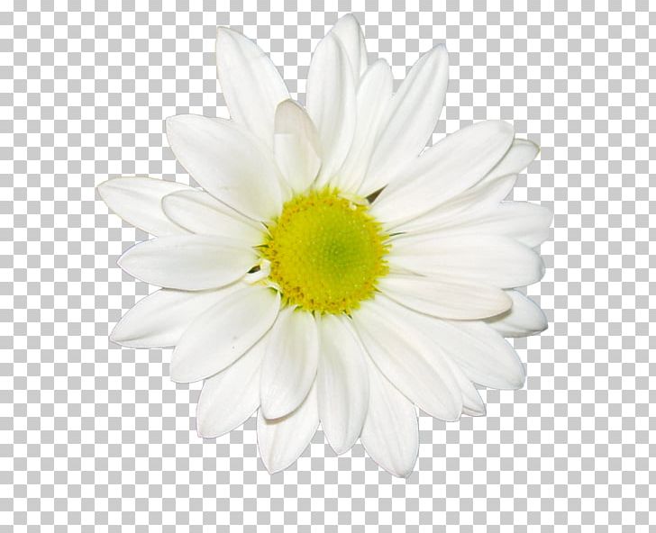 Common Daisy Chrysanthemum Tea White Oxeye Daisy PNG, Clipart, Chamomile, Chrysanthemum, Chrysanthemum Tea, Chrysanths, Common Daisy Free PNG Download