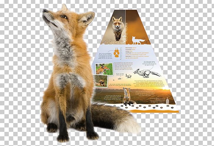 Red Fox Arctic Fox Stock Photography PNG, Clipart, Animals, Arctic Fox, Carnivoran, Desktop Wallpaper, Dog Like Mammal Free PNG Download