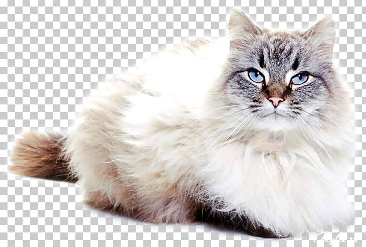 Asian Semi-longhair Ragamuffin Cat British Semi-longhair Kitten Whiskers PNG, Clipart, Animals, Carnivoran, Cat Like Mammal, Mammal, Napoleon Cat Free PNG Download