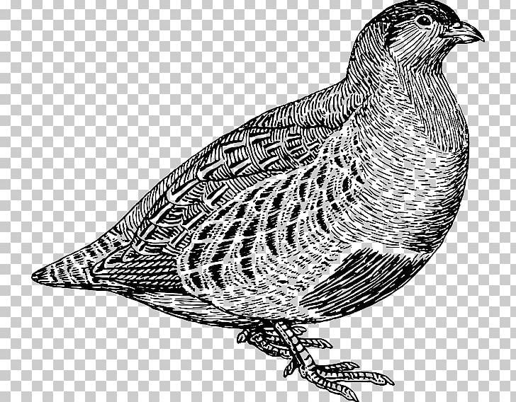 Quail Partridge Line Art PNG, Clipart, Beak, Bird, Bird Of Prey, Black And White, Chukar Partridge Free PNG Download