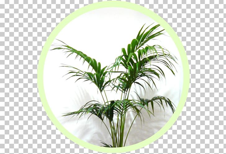 Arecaceae Houseplant Flowerpot Green Wall PNG, Clipart, Air Pollution, Arecaceae, Arecales, Email, Email Address Free PNG Download