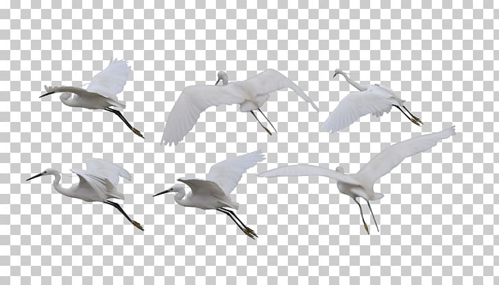 Siberian Crane Bird Flight White-naped Crane PNG, Clipart, Animal, Asuka, Beak, Bird, Bird Free PNG Download