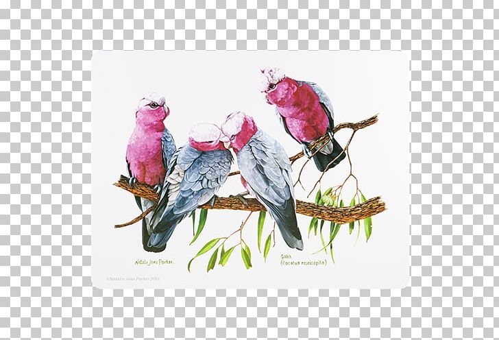 Bird Place Mats Australia Coasters Crimson Rosella PNG, Clipart, Animals, Australia, Beak, Bird, Coasters Free PNG Download