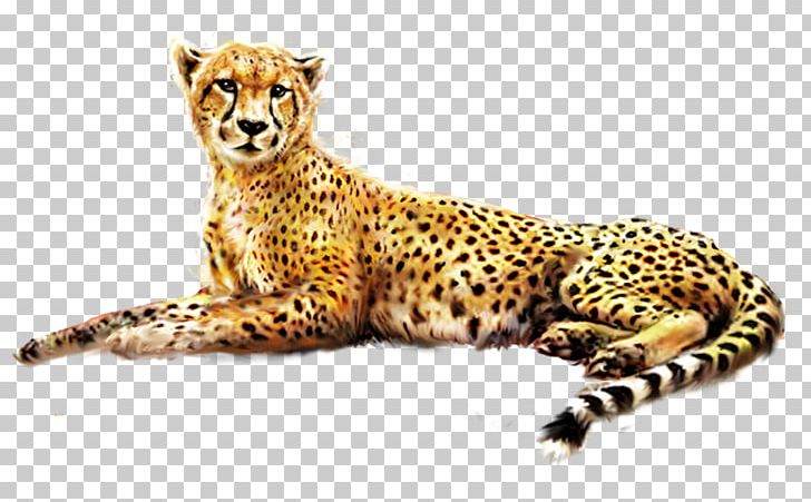 Cheetah Jaguar African Leopard Felinae PNG, Clipart, Acinonyx, Animal, Animals, Big Cats, Carnivoran Free PNG Download