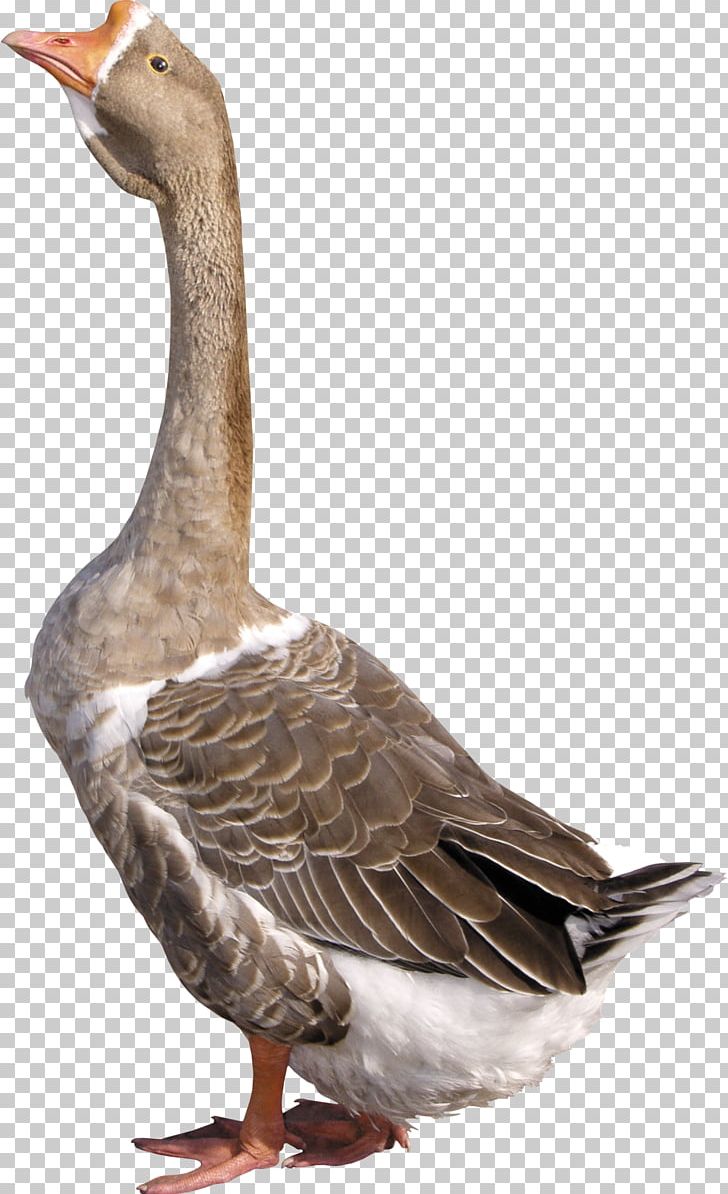 Goose Duck PNG, Clipart, Animals, Anser, Archive File, Beak, Bird Free PNG Download