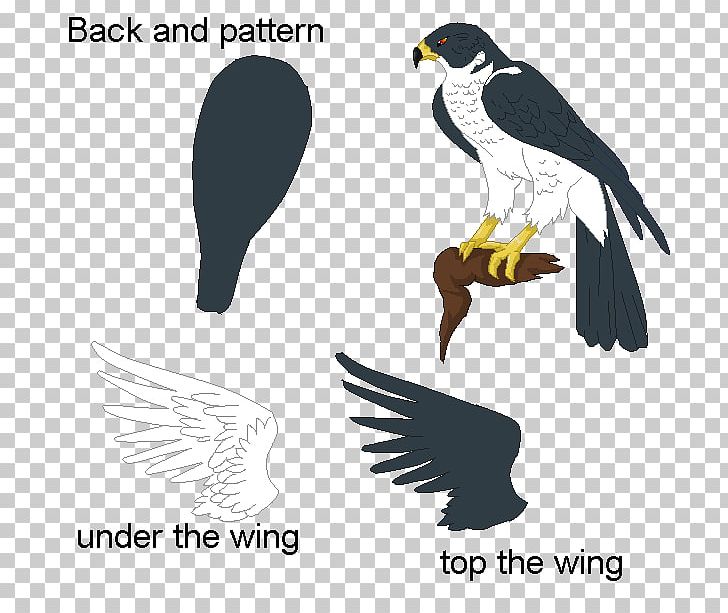 free bird of prey clipart