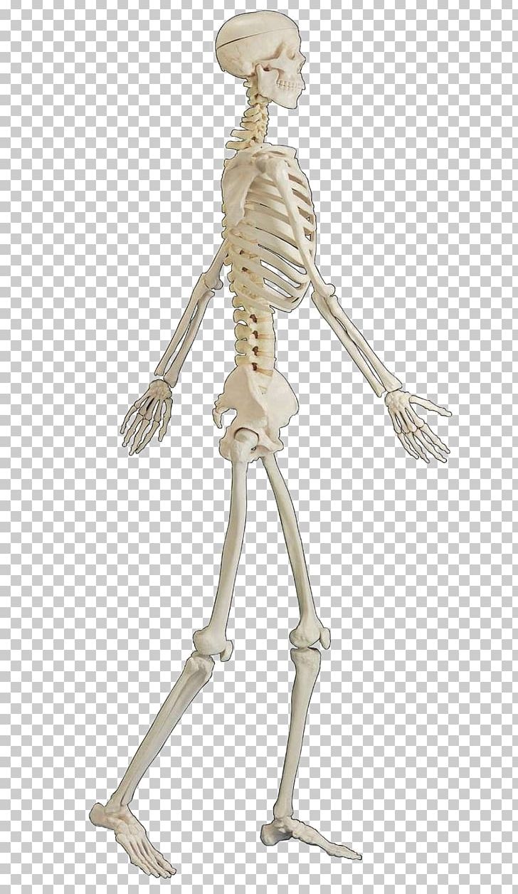 Human Skeleton Bone Human Body PNG, Clipart, Anatomy, Big, Big Picture, Bone, Buckle Free PNG Download