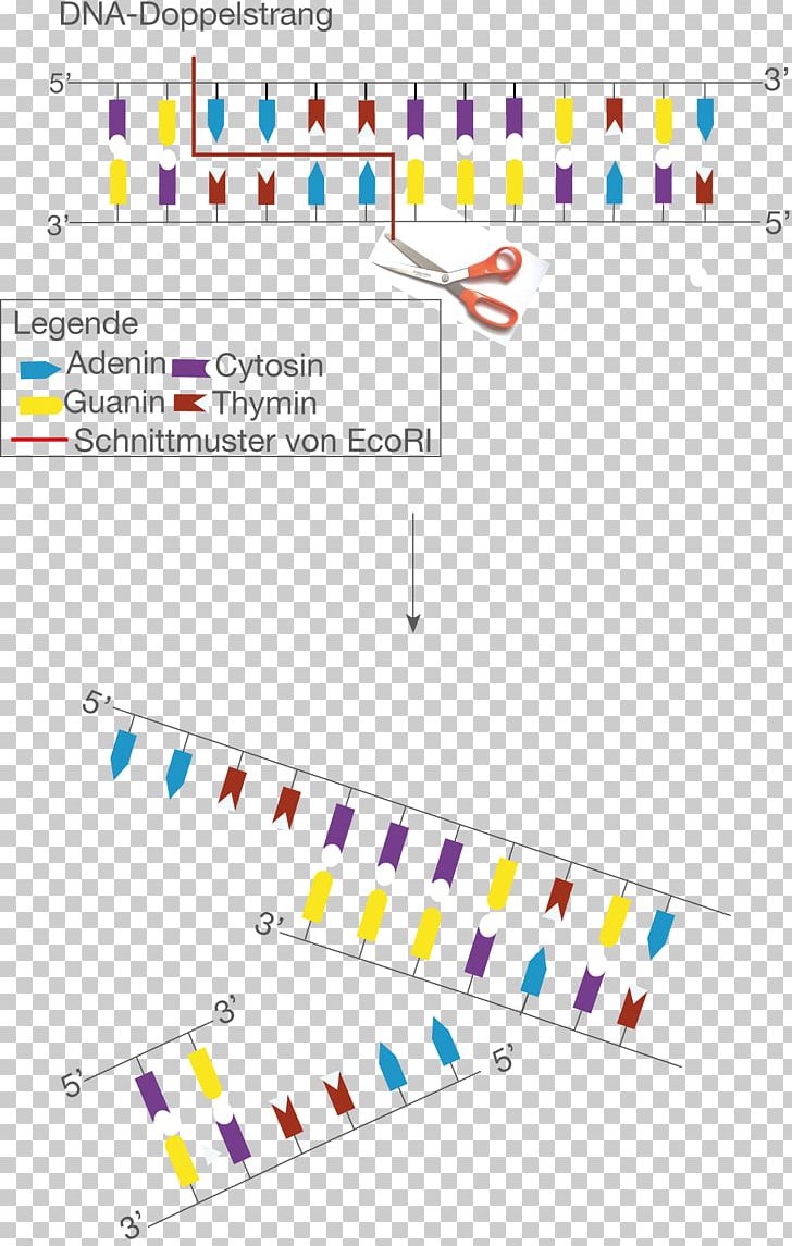 Restriction Enzyme EcoRI Cytosine Sticky And Blunt Ends Plasmid PNG, Clipart, Angle, Area, Cell, Circle, Cytosine Free PNG Download