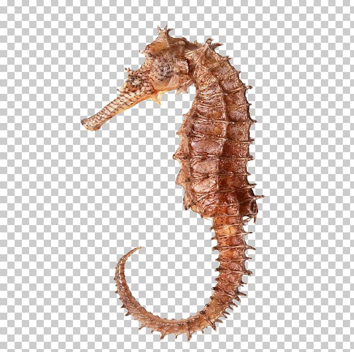 Seahorse Hippocampus Icon PNG, Clipart, Animal, Animals, Aquatic, Bony Fishes, Download Free PNG Download