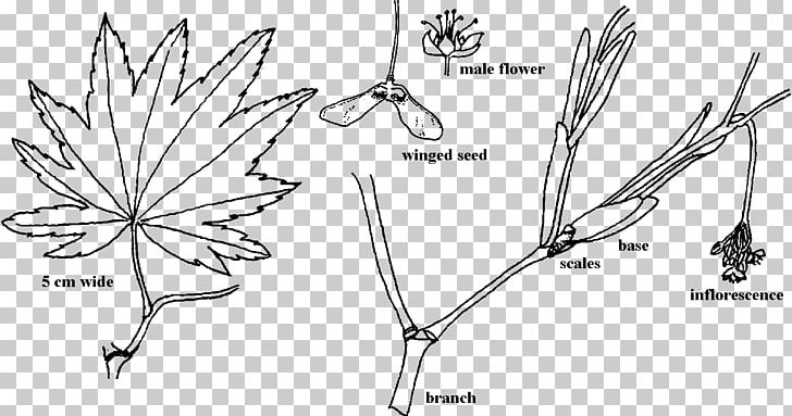 Twig Organ Plant Stem Leaf PNG, Clipart, Aceraceae, Angle, Black And White, Branch, Drawing Free PNG Download