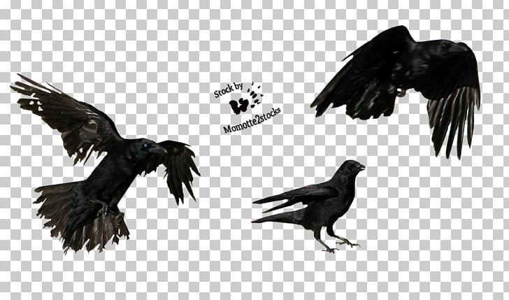 American Crow Tattoo Three Crows PNG, Clipart, American Crow, Animal, Art, Beak, Bird Free PNG Download