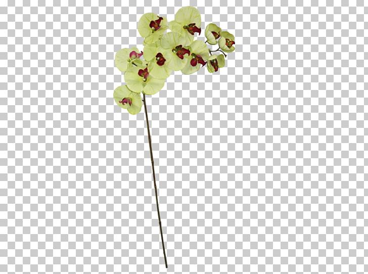 Moth Orchids Body Jewellery Plant Stem PNG, Clipart, Body Jewellery, Body Jewelry, Flora, Flower, Flowering Plant Free PNG Download