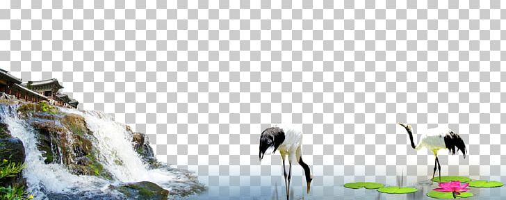 Red-crowned Crane Bird Siberian Crane PNG, Clipart, Computer Wallpaper, Crane, Falling, Falling Flower, Fall Leaves Free PNG Download