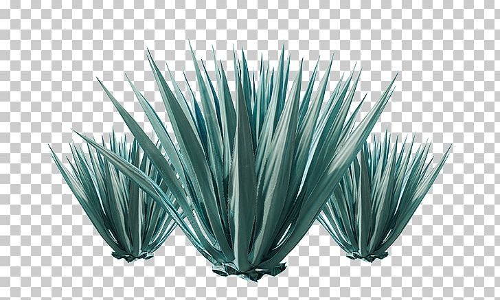 Stock Photography Agave Utahensis Plant PNG, Clipart, Agave, Agave Azul, Agave Nectar, Agave Utahensis, Depositphotos Free PNG Download