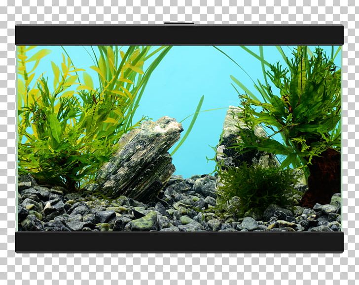 Aquarium Filtration Light PECES Y ACUARIOS PNG, Clipart, Aqua, Aquarium, Aquarium Decor, Aquarium Lighting, Aquatic Plant Free PNG Download