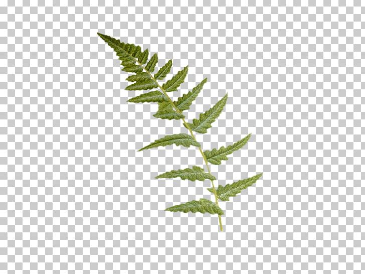 Fern Dryopteris Cristata Leaf Vascular Plant Burknar PNG, Clipart, Burknar, Dryopteridaceae, Dryopteris, Dryopteris Cristata, Dryopteris Filixmas Free PNG Download