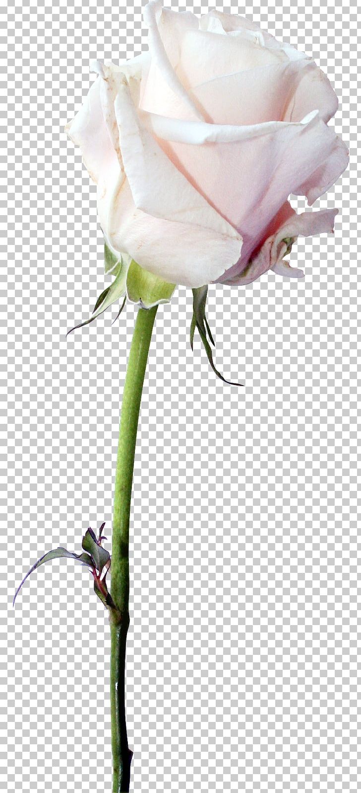 Garden Roses Cabbage Rose Cut Flowers Floral Design PNG, Clipart, 8 May, Artificial Flower, Bud, Closeup, Cut Flowers Free PNG Download