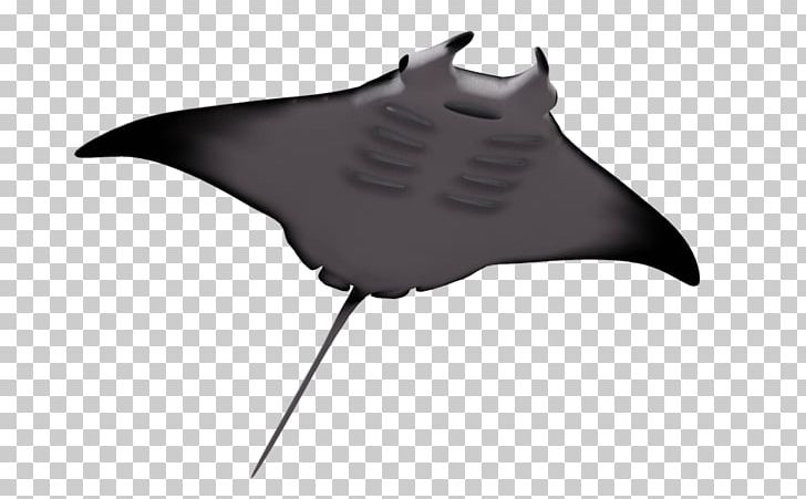 Giant Oceanic Manta Ray Batoidea Myliobatoidei PNG, Clipart, Animals, Bat, Batoidea, Cartoon, Clip Art Free PNG Download