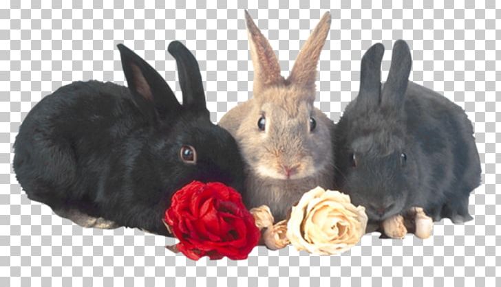 Rabbit Computer PNG, Clipart, Animal, Animals, Computer, Desktop Wallpaper, Domestic Rabbit Free PNG Download