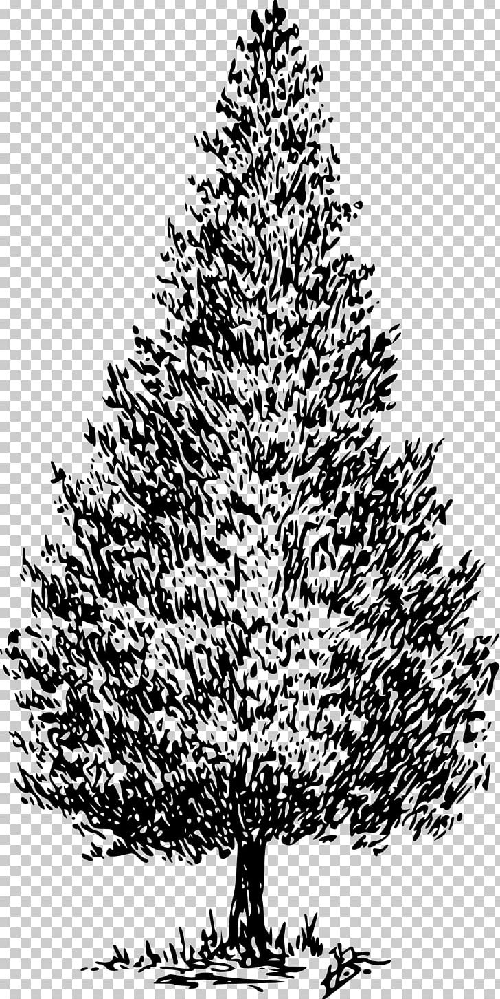 Cedrus Libani Drawing Tree PNG, Clipart, Art, Black And White, Branch, Cedar, Cedrus Libani Free PNG Download