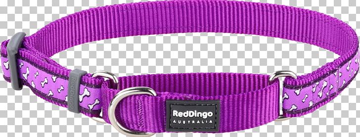 Dog Collar Dingo Martingale PNG, Clipart, Animals, Bone, Buckle, Choker, Collar Free PNG Download