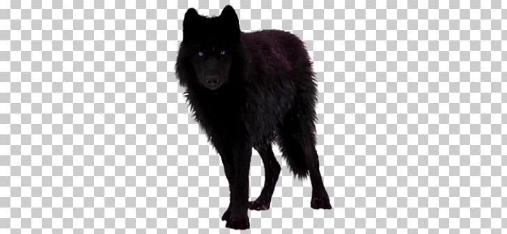 Wolf PNG, Clipart, Wolf Free PNG Download