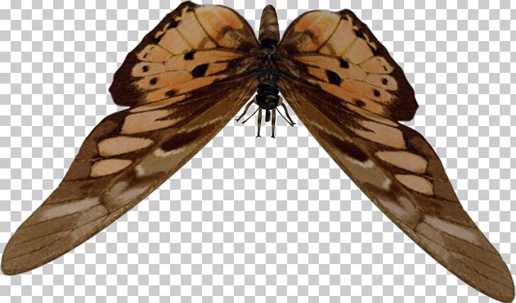 Brush-footed Butterflies Moth Butterfly PNG, Clipart, Arthropod, Brush Footed Butterfly, Butterfly, Insect, Insects Free PNG Download