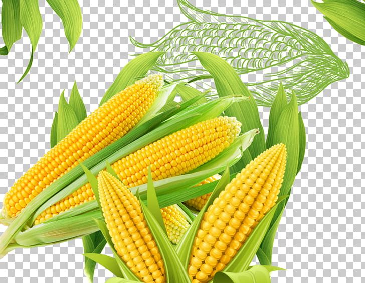 Corn On The Cob Popcorn Maize PNG, Clipart, Cereal, Coarse, Coarse Grains, Corn, Download Free PNG Download