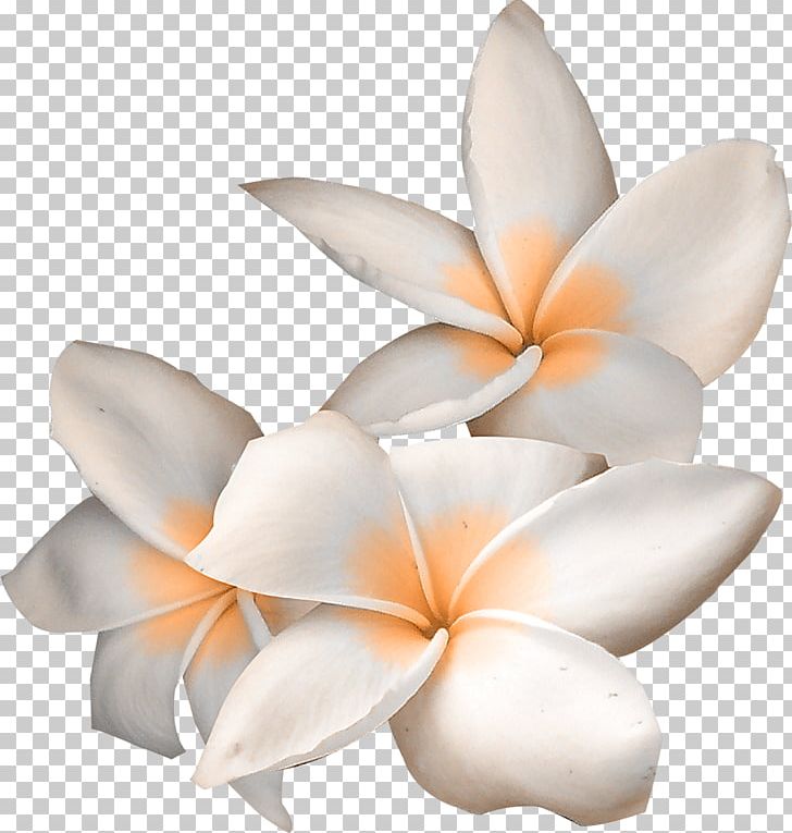 Flower PNG, Clipart, Animation, Blume, Cut Flowers, Data Compression, Download Free PNG Download