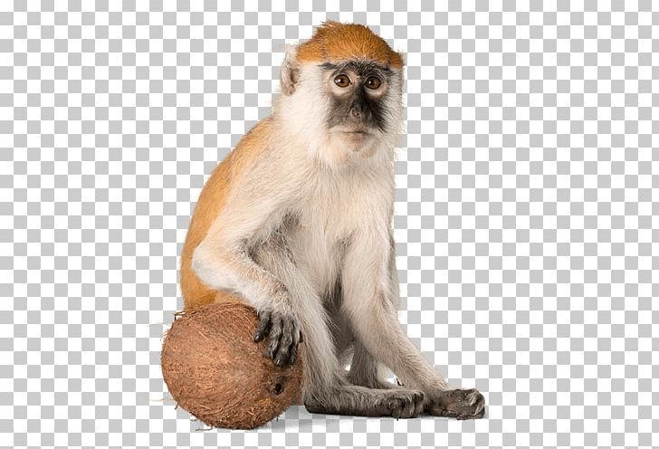Macaque Primate Monkey Rat Chinese Astrology PNG, Clipart, Animal, Animals, Cercopithecidae, Chinese Astrology, Depositphotos Free PNG Download