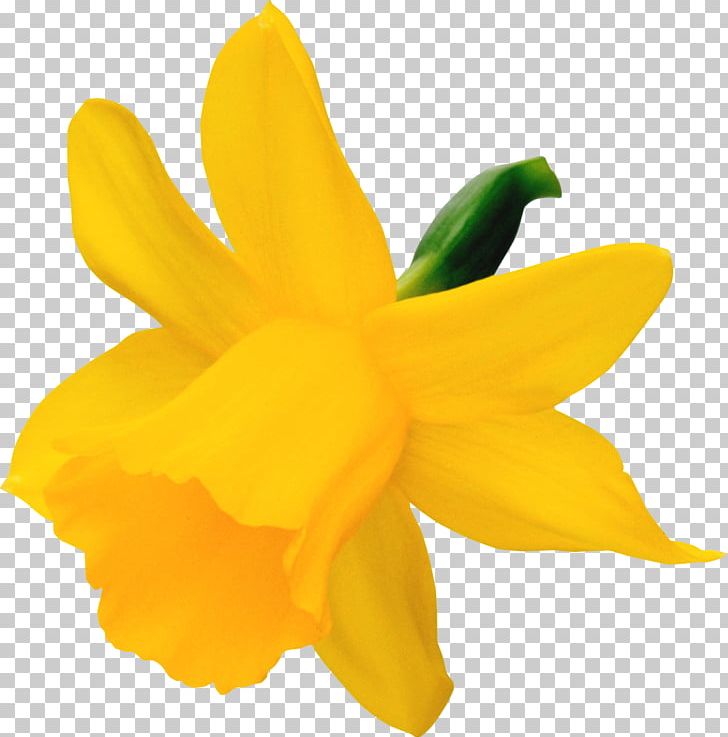Narcissus Daffodil PNG, Clipart, Amaryllis Family, Cattleya, Daffodil, Download, Dropdown List Free PNG Download