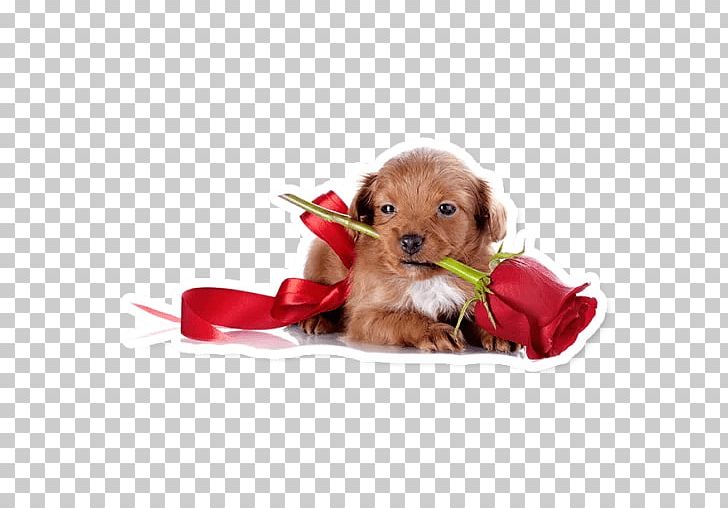 Puppy Havanese Dog Poodle PNG, Clipart, 720p, Animals, Carnivoran, Companion Dog, Desktop Wallpaper Free PNG Download