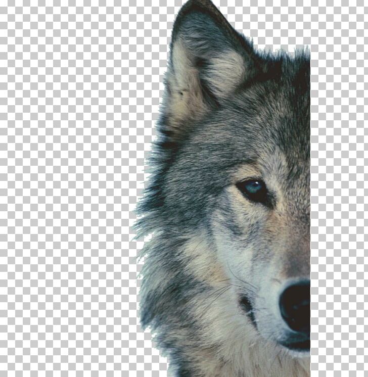 Siberian Husky Arctic Wolf Black Wolf Animal PNG, Clipart, Animals, Carnivoran, Charcoal, Dog Breed, Dog Breed Group Free PNG Download