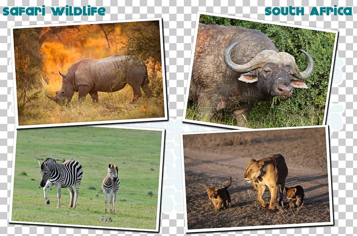 Wildlife Safari Victoria Falls Cattle PNG, Clipart, Animal, Cattle, Cattle Like Mammal, Fauna, Grass Free PNG Download