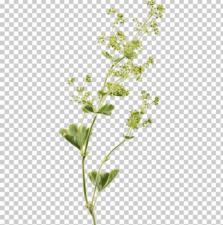 Extract Perforate St John's-wort Herbalism Twig PNG, Clipart,  Free PNG Download