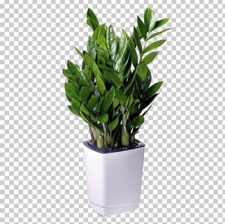 Houseplant Flowerpot Zanzibar Gem Office PNG, Clipart, Commodity, Fleur, Flower, Flowerpot, Grand Free PNG Download