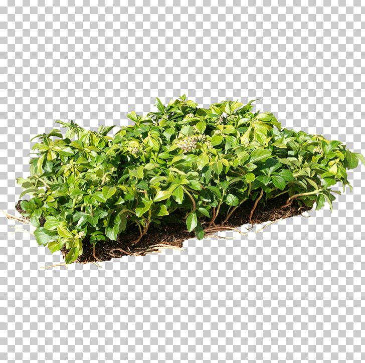 Japanese Pachysandra Groundcover Soil Herb Coriander PNG, Clipart, Coriander, Flowerpot, Freezedrying, Garden, Grass Free PNG Download