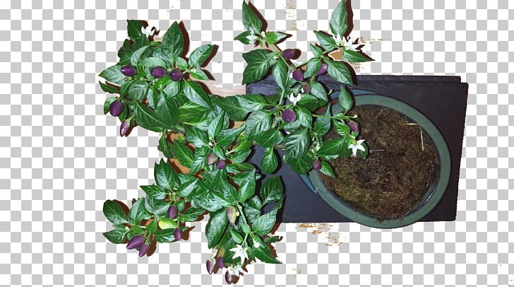 NuMex Twilight Chili Pepper Fruit Bonsai Styles PNG, Clipart, Bonsai, Bonsai Styles, Chili Pepper, Flowerpot, Fruit Free PNG Download