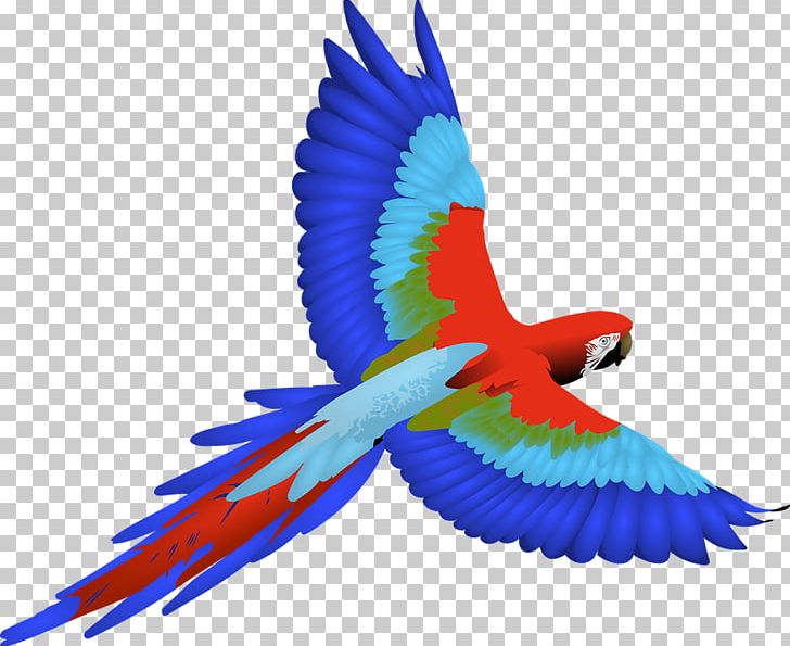Parrot Bird Macaw PNG, Clipart, Animals, Beak, Bird, Bird Flight, Blueandyellow Macaw Free PNG Download