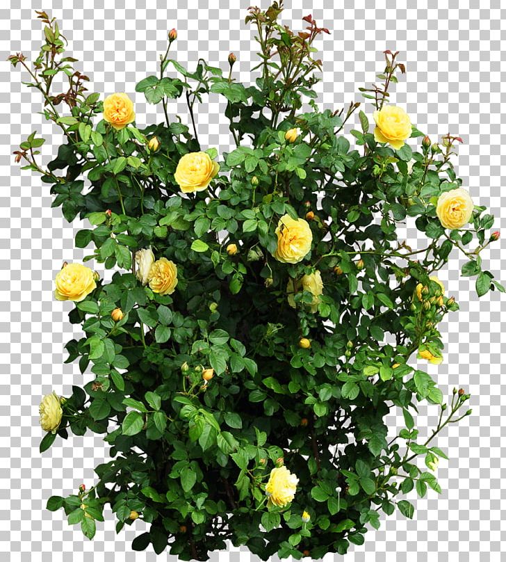 Plant Garden Roses Flower Shrub PNG, Clipart, Annual Plant, Blue Rose, Bush, Color, Flax Free PNG Download