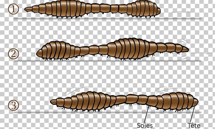 Worm Insect Pest PNG, Clipart, Animals, Insect, Invertebrate, Membrane Winged Insect, Organism Free PNG Download