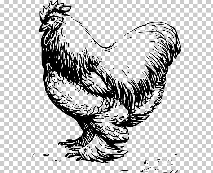 Silkie Cochin Chicken White Cut Chicken Rooster PNG, Clipart, Art, Beak, Bird, Bird Of Prey, Black And White Free PNG Download