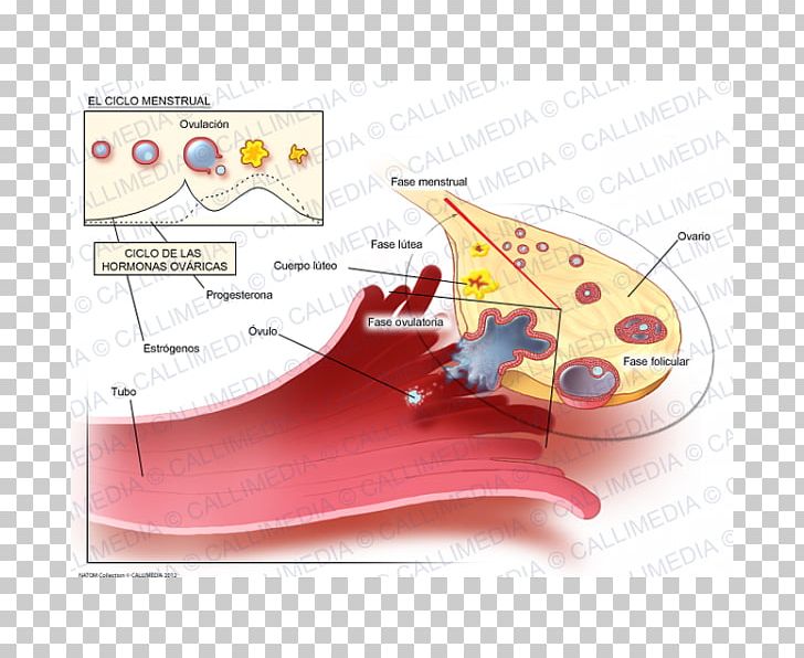 The Menstrual Cycle Menstruation Estrogen PNG, Clipart, Combined Oral Contraceptive Pill, Corpus Luteum, Diagram, Egg Cell, Estrogen Free PNG Download
