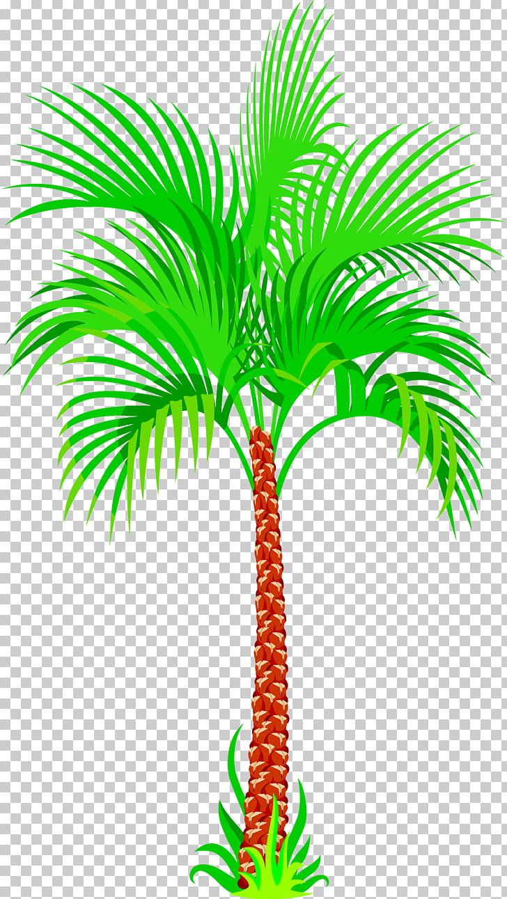 Asian Palmyra Palm Coconut Tree PNG, Clipart, Aquarium Decor, Archontophoenix, Arecaceae, Arecales, Borassus Free PNG Download