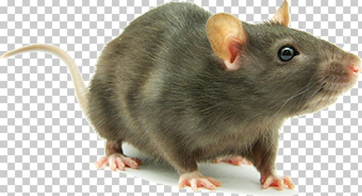Brown Rat Mouse Rodent Laboratory Rat Cockroach PNG, Clipart, Animals, Black Rat, Brown Rat, Cockroach, Control Free PNG Download