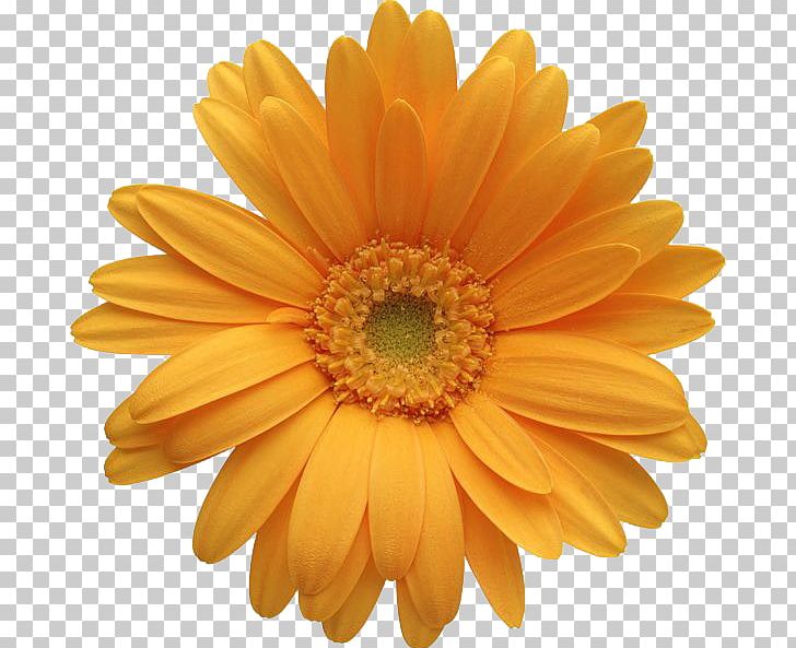 Transvaal Daisy Flower Common Daisy PNG, Clipart, Chrysanthemum, Chrysanths, Color, Common Daisy, Cut Flowers Free PNG Download