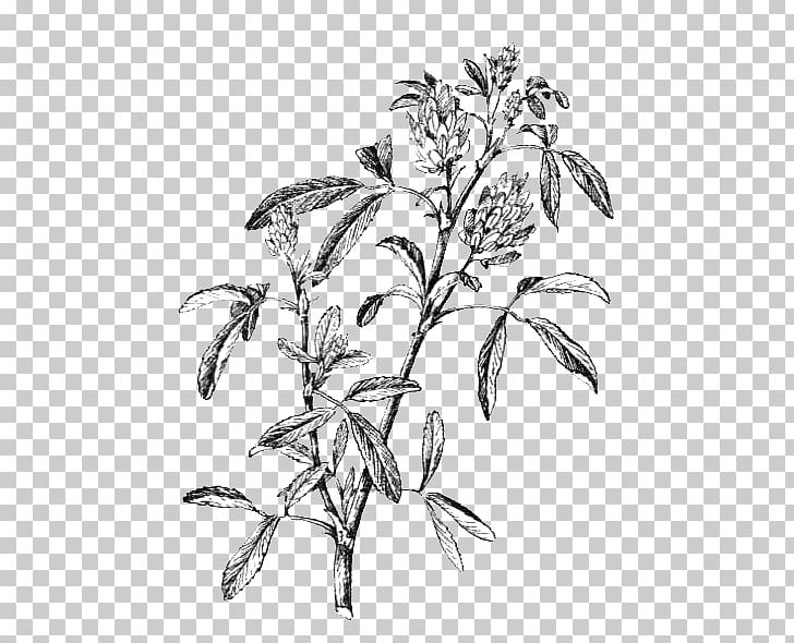 Alfalfa Plant Stem Leaf Flowering Plant PNG, Clipart, Alfalfa, Artwork, Black And White, Branch, Clover Free PNG Download